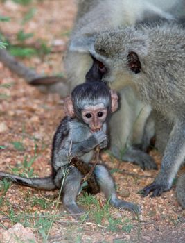 A wild vervet monkey (Chlorocebus pygerythrus), photographed in South Africa.