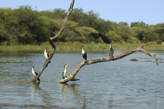 A fresh water lake in Africa.