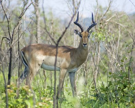 Male Impala Antelope (Aepyceros Melampus) in the Kruger Park, South Africa.