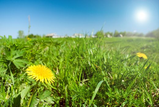Scenic picture of a meadow full of dandelions with impressive sky at the background