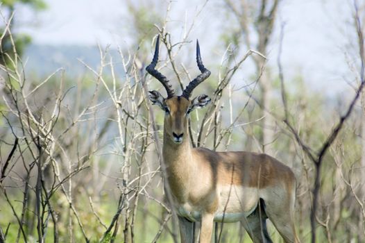 A male impala in the Kruger Park, South Africa.