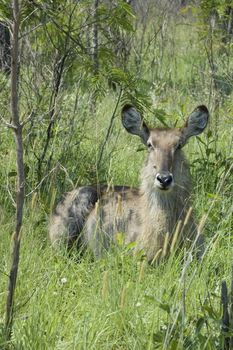 Feale Waterbuck (Kobus ellipsiprymnus) in the Kruger National Park, South Africa.