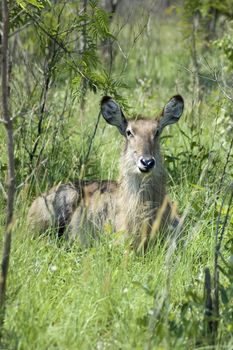 Female Waterbuck (Kobus ellipsiprymnus) in the Kruger National Park, South Africa.