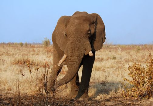 An African Elephant