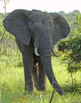 An African Elephant (Loxodonta africana) in the Kruger Park, South Africa.