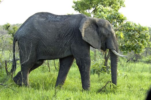 An African Elephant (Loxodonta africana) in the Kruger Park, South Africa.