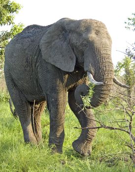 An African Elephant (Loxodonta africana) in the Kruger Park, South Africa.