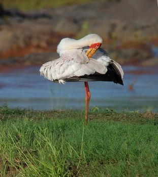 Yellowbilled Stork