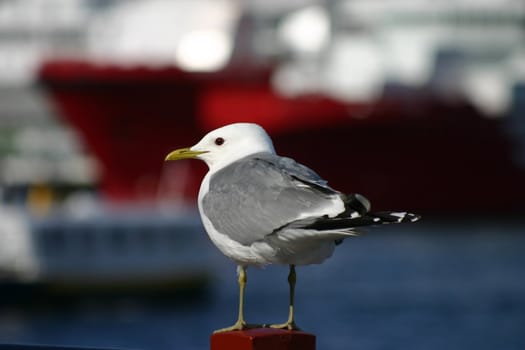 Seagull in the harbour of Kristiansund