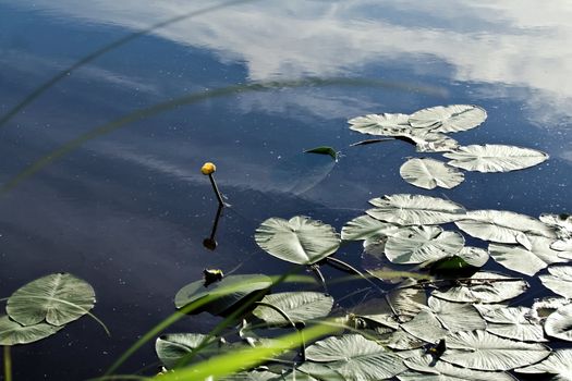 Lilia in leaves and ibid. on the water, the reflection of sky and clouds. 	
Departure of nature.