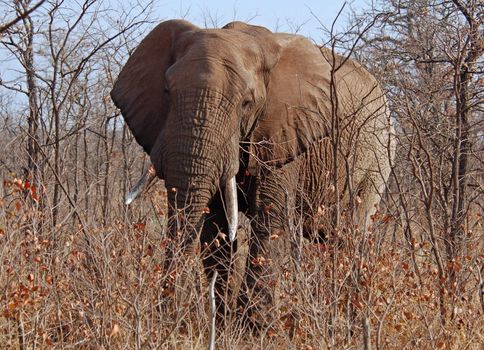 An African Elephant (Loxodonta africana) in the Kruger Park, South Africa.