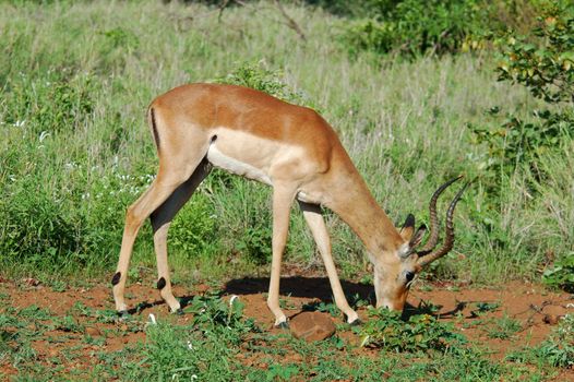 Male Impala Antelope (Aepyceros Melampus) in the Kruger Park, South Africa.