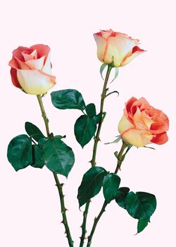 Three roses for your spring design