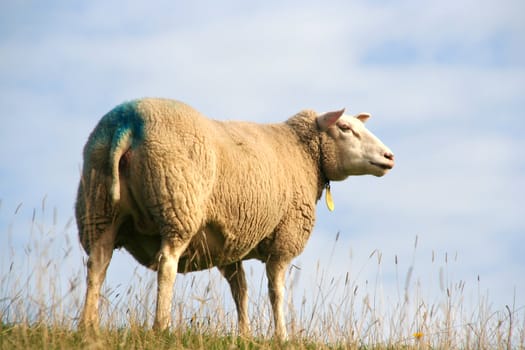 Sheep standing in a meadow