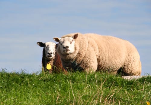 Two sheep in a meadow