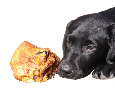 Black Labrador puppy with bone isolated on a white background.