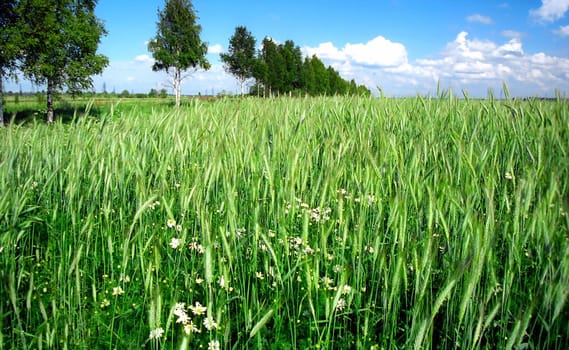 Rye green field with feral flowers