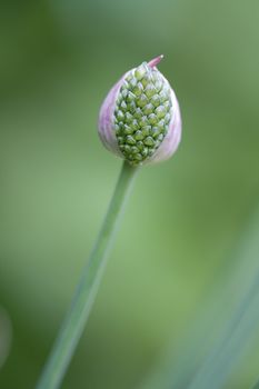 Drumstick Allium bud, shallow depth of field