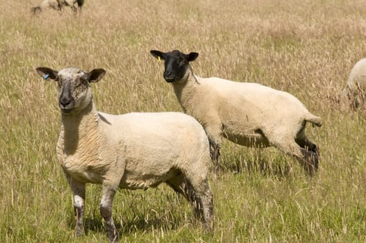 Two sheep grazing in the long grass