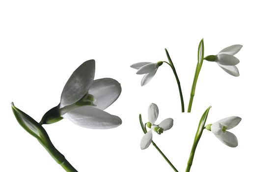 Some small snowdrops for your design