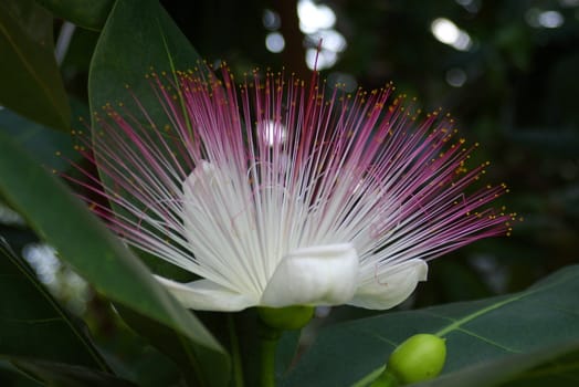 Close-up of a tropical flower