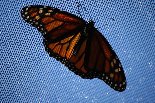 A close of a butterfly taken at a nature center in North Carolina