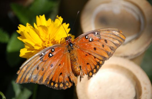 A close of a butterfly taken at a nature center in North Carolina