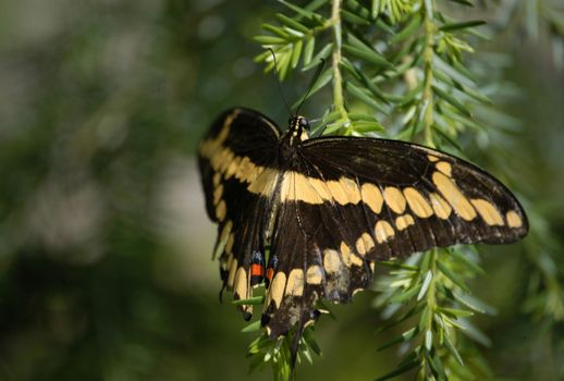 A close of a butterfly taken at a nature center in North Carolina