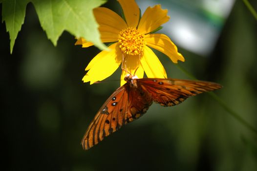 A close of a butterfly taken at a nature center in North Carolina