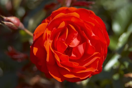 An English Red Rose outdoors on the bush