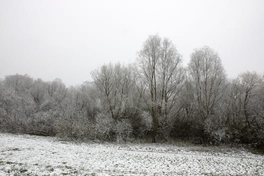 Snow on tree tops with an overcast sky