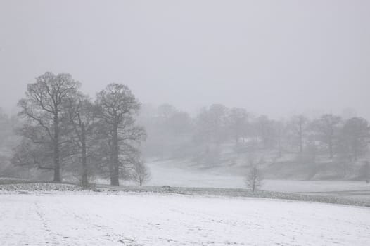 A view of trees in winter with snow falling