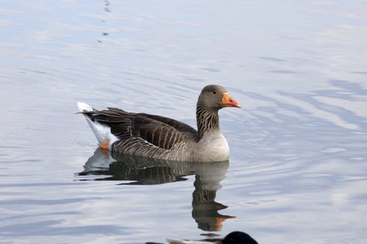 A duck swimming on a lake