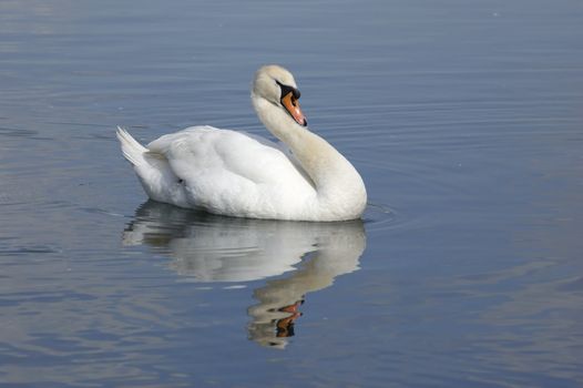 A mute swan on a lake