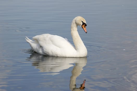 A mute swan on a lake