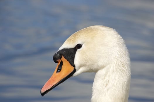 A portrait of a Mute Swan