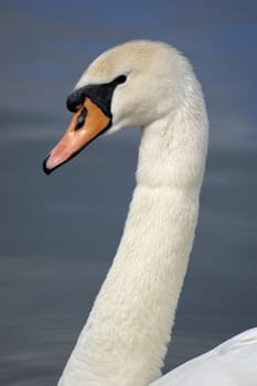 A portrait of a Mute Swan