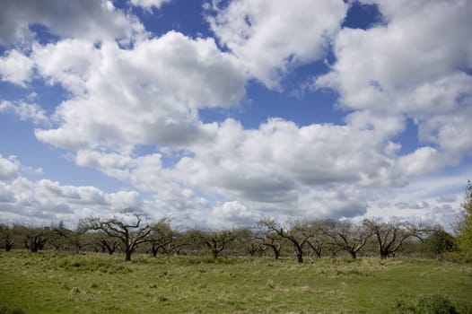 An apple orchard in spring with a cloudy sky