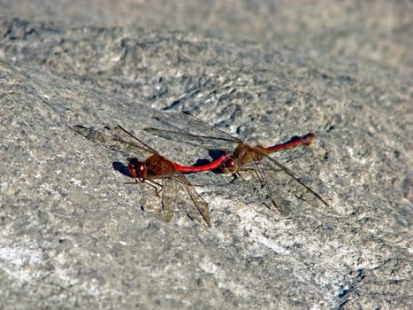 Two red dragonfly copulating on a gray stone