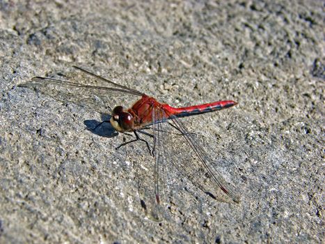 Red dragonfly resting on a gray stone