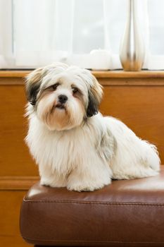 Lhasa apso puppy with long haired coat