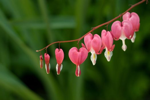 Heart-shaped dicentra flowers suspended on a stem