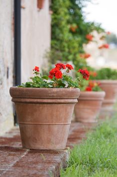 Row of geranium pots outside a Tuscan farmhouse