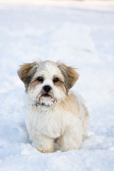 Cute lhasa apso puppy in the snow