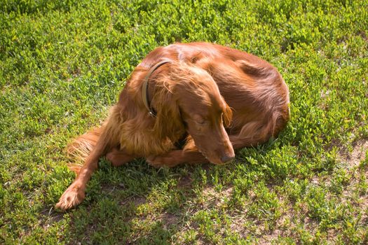 young irish setter rolling itself into a ball 
