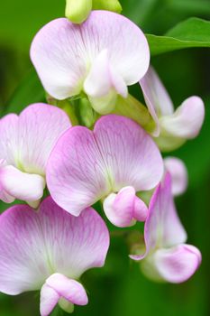 everlasting sweet pea