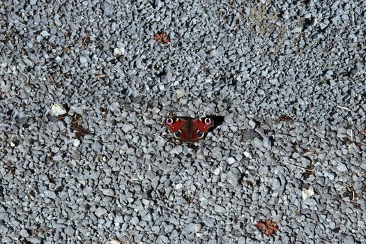 a butterfly cast among hundreds of stones