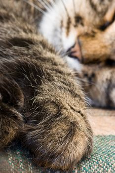 Closeup of sleeping cat paw