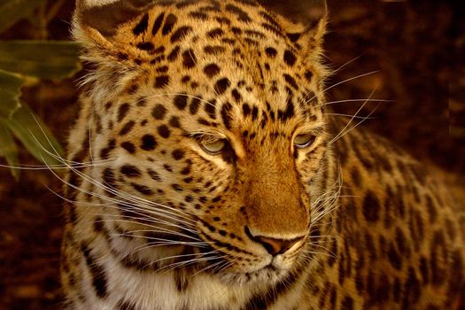 The Amur Leopard is an endangered species and is native to the far east.