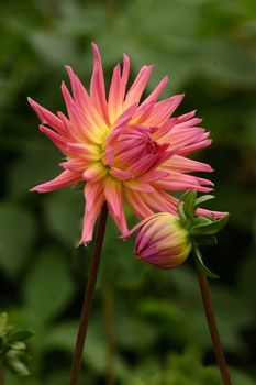 Dahlias originally came from Mexico and arived in Egland over 200 years ago.